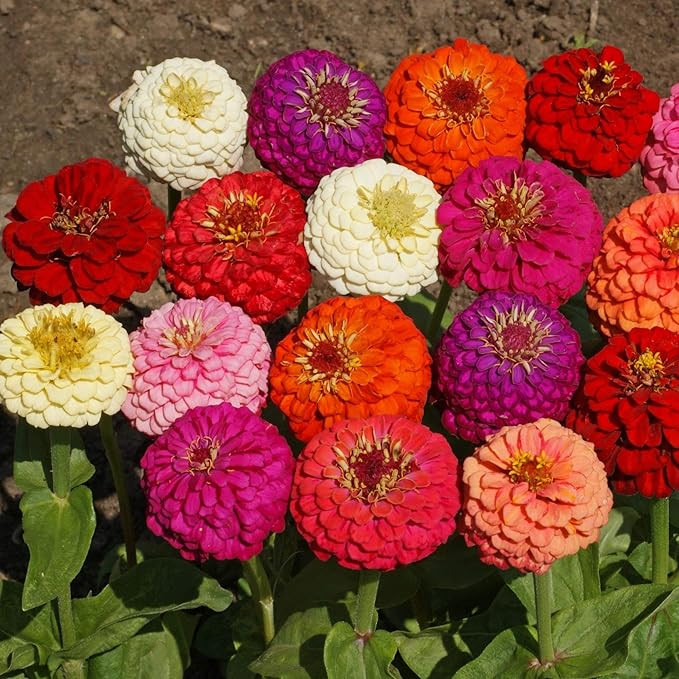 Outsidepride Zinnia Elegans Lilliput Heat & Drought Tolerant Garden Cut Flower Seed Mix - 1/4 LB | Amazon (US)