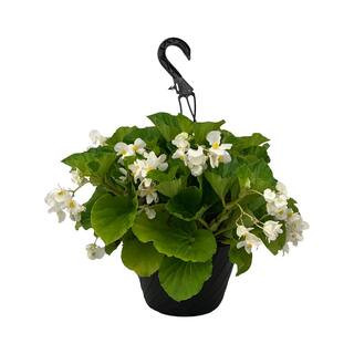 4.73L. Begonia Green Leaf White Flower 10 in. Hanging Basket | The Home Depot