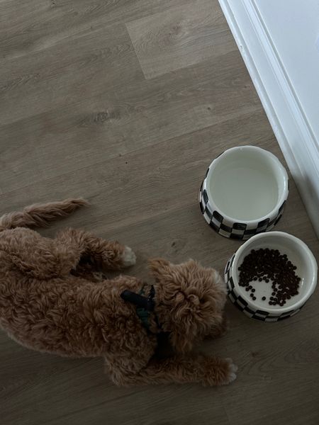 Brody’s new handsome enamel dog bowls 🖤🤍

#LTKhome #LTKMostLoved