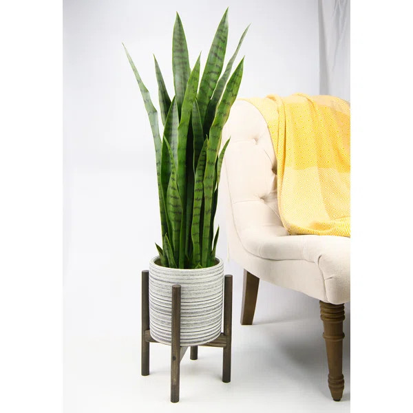 Studebaker Ceramic and Wood Pot Planter | Wayfair North America