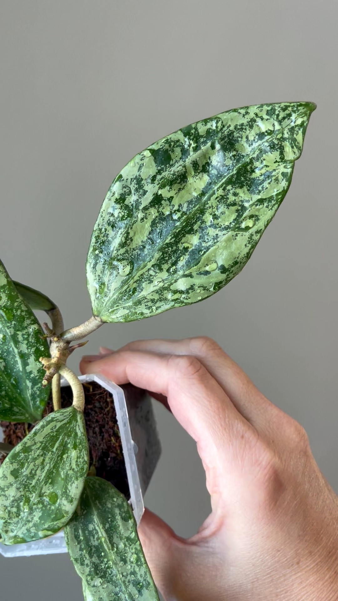 I’ve previously struggled with #hoyarangsan but it looks like I’ve successfully gotten this one to start. Providing a good environment is key. I’ve got this one in a prop box, with ample light & heat. The medium is mixed with additives that promote healthy, vigorous root growth! 

Liz’s personal care experience only…every environment is different:
🪴Light: south sun + grow light
🪴Water: when dry
🪴Avg Temp last 30 days: 74F
🪴Relative Humidity last 30 days: 75%
🪴Fussy: it has been in the past!
🪴Rate of growth: medium 
🪴Rareness: not commonly found in stores, but in a lot of private collections 
🪴Pot size: 3” clear pot 
🪴Potting Mix: currently in my rooting coco coir mix
🪴Fertilizer: I apply a nutrient-rich fertilizer tailored for Hoyas approximately every other watering when the plant isn’t dormant. It’s packed with essential macro and micronutrients, it’s the best I’ve found for hoyas
🪴Rooting Method: in my custom coco coir mix in a clear plastic prop box on top of a heat mat, under a strong grow light.
🪴Time In My Care: 4 months 
🪴Would Liz recommend this one: maybe

#ilovehoyas #hoyacollector #hoyahead #hoyaappreciation #hoyacollection #plantsmakemehappy #ihavethisthingwithplants #hoya