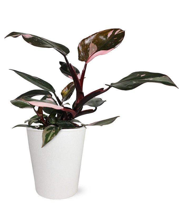 Pink Princess Potted Philodendron Plant | From You Flowers