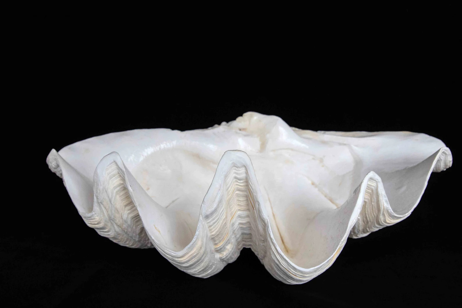 Stunning Giant Clamshell South Pacific 18 Inches Wide 26 Pounds Coastal, Nautical, Yard Decor - E... | Etsy (US)