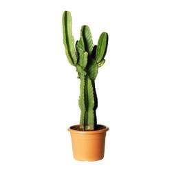 EUPHORBIA | IKEA DE