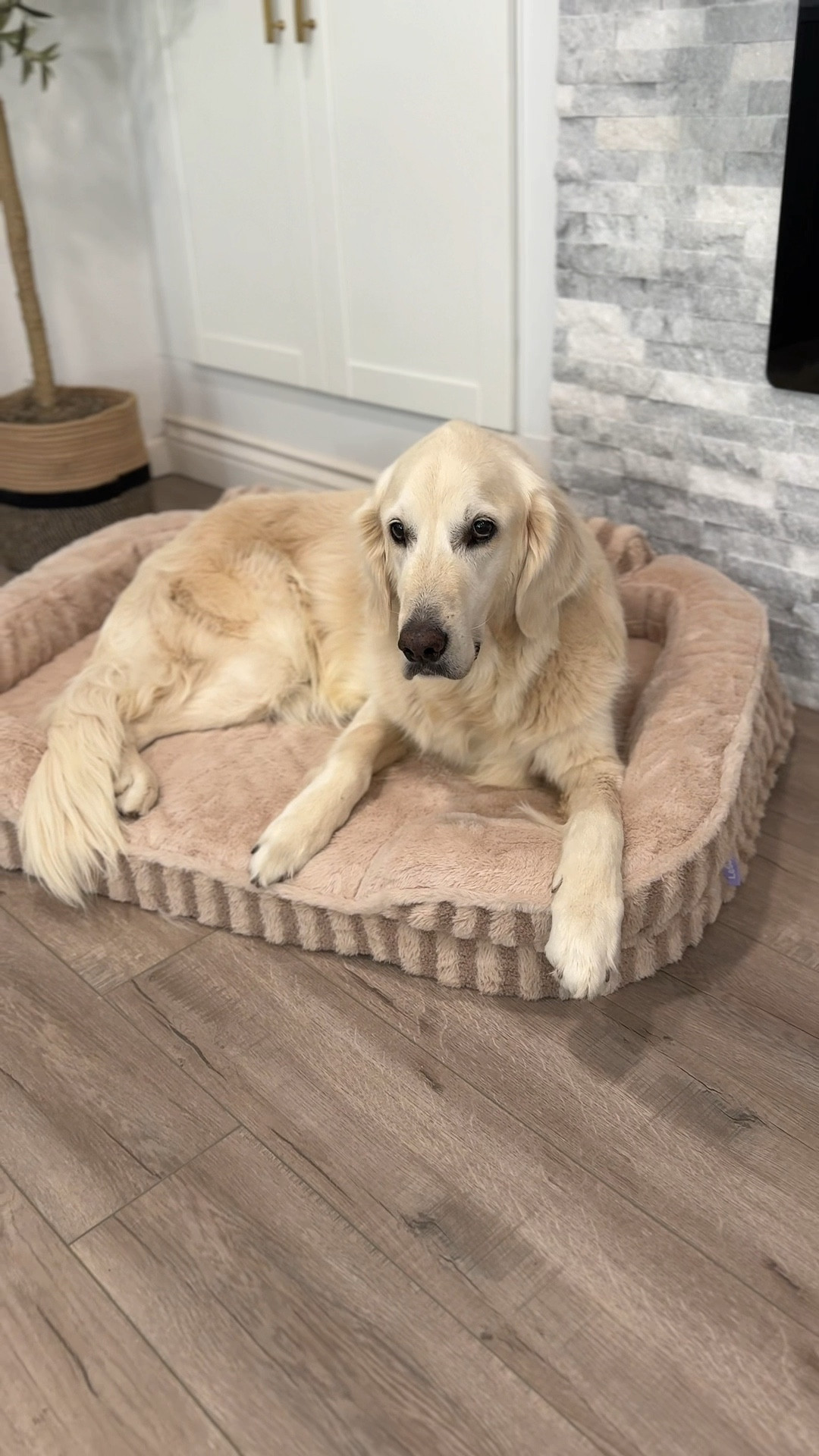 Our pups just found their new favorite spot 🐾✨ The LESURE Extra Large Orthopedic Dog Bed in Hazel is cozy, supportive, and looks so good in the living room. Egg-crate foam, bolstered headrest, waterproof liner, removable washable cover, and a non-slip bottom—basically everything a big dog dreams of.

Who else’s dog would claim this as their couch? 😍

#DogMomFinds #PetComfort #OrthopedicDogBed #GoldenRetrieverLove #HomeWithPets

#LTKFindsUnder50 #LTKPets