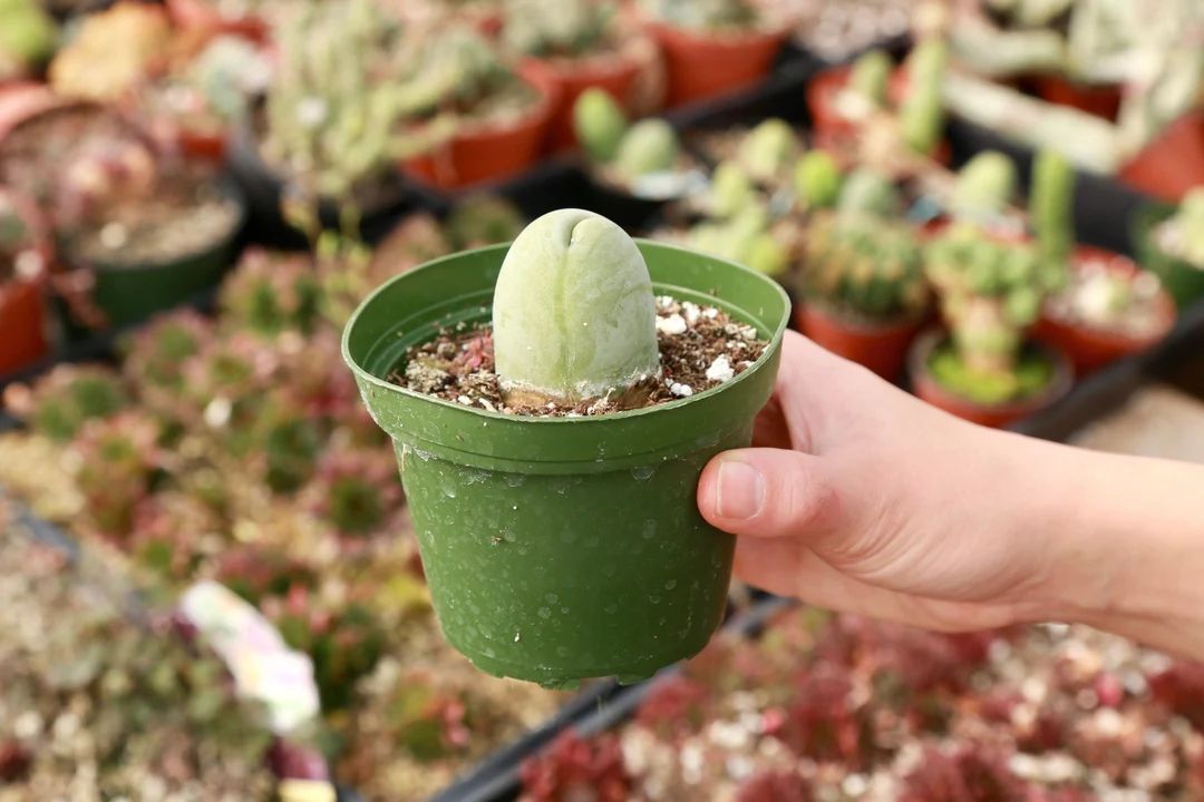 Rare Penis Cactus in 4” 5" Pot | Etsy (US)