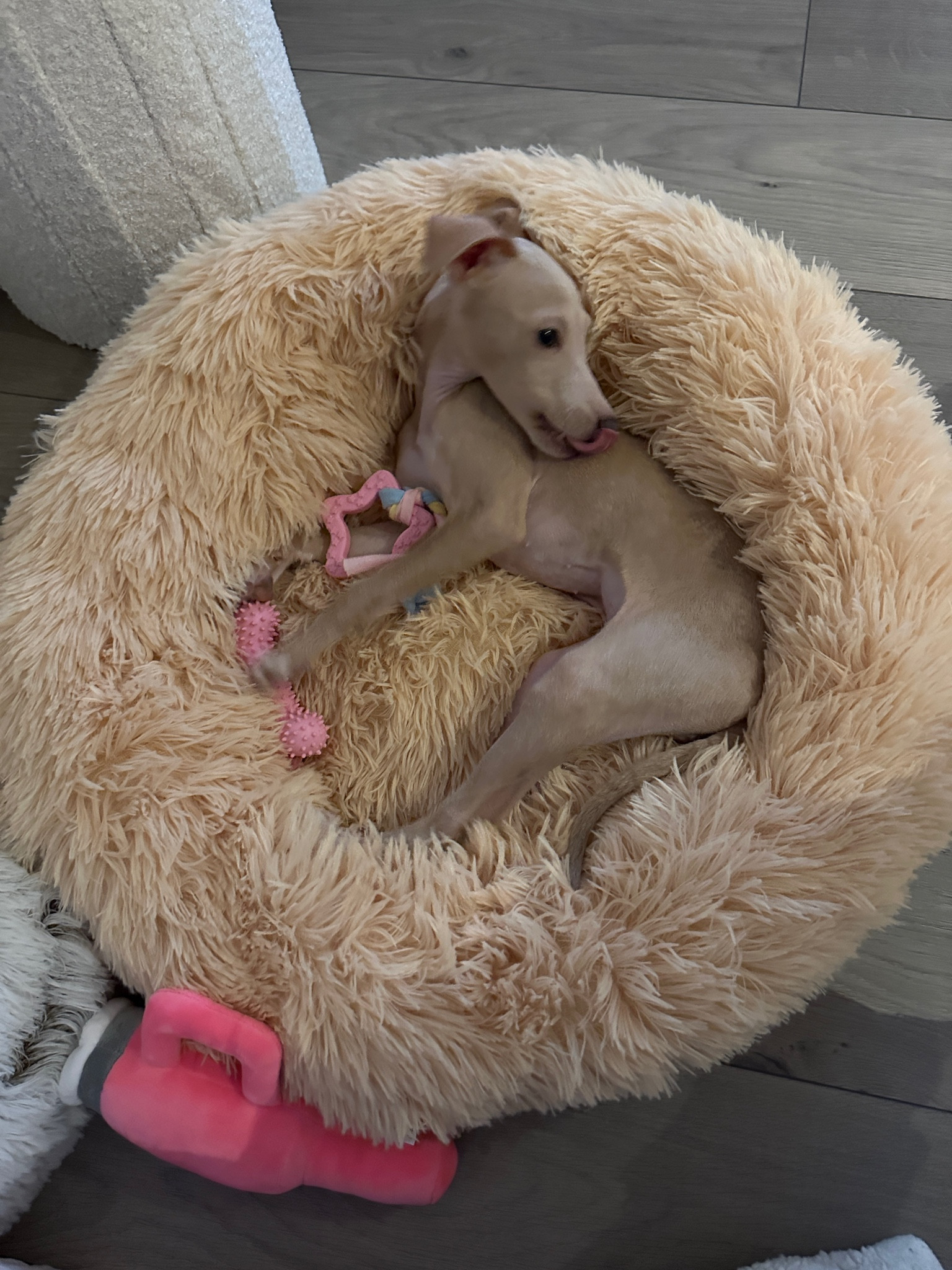 @kiwisiggylife Italian Greyhound Dog Bed + Toys 🧸🐶

#LTKHome #LTKFindsUnder50