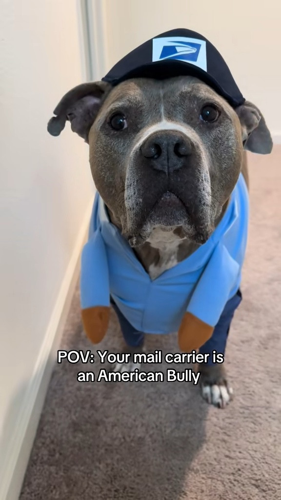 Doggy mailman costume 📬

#LTKParties #LTKPets #LTKFamily
