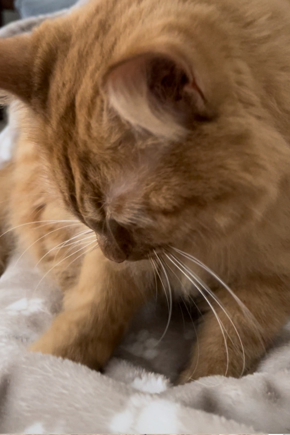 Cozy paw print blanket in beige for your kitty. Biscuit making friendly! 😽
Couldn’t find exact but found similar ones below. 

#LTKunder50 #LTKfamily #LTKFind
