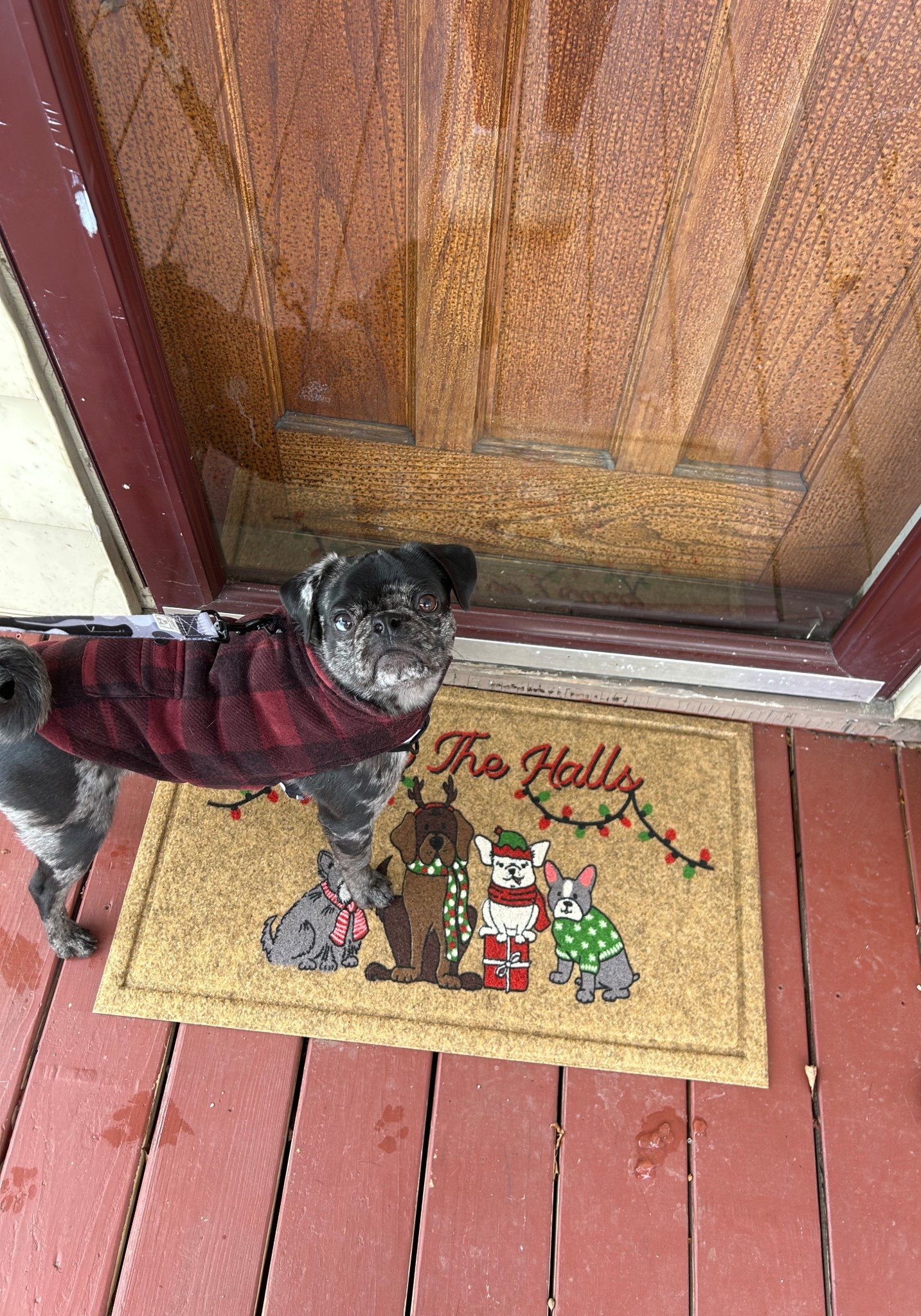 Holiday door mat with dogs and dog black and red flannel jacket  

#LTKSeasonal #LTKGiftGuide #LTKHome