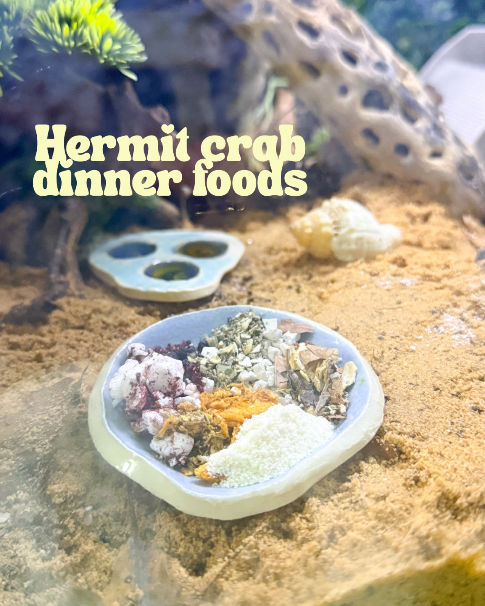 Hermit crab dinner !