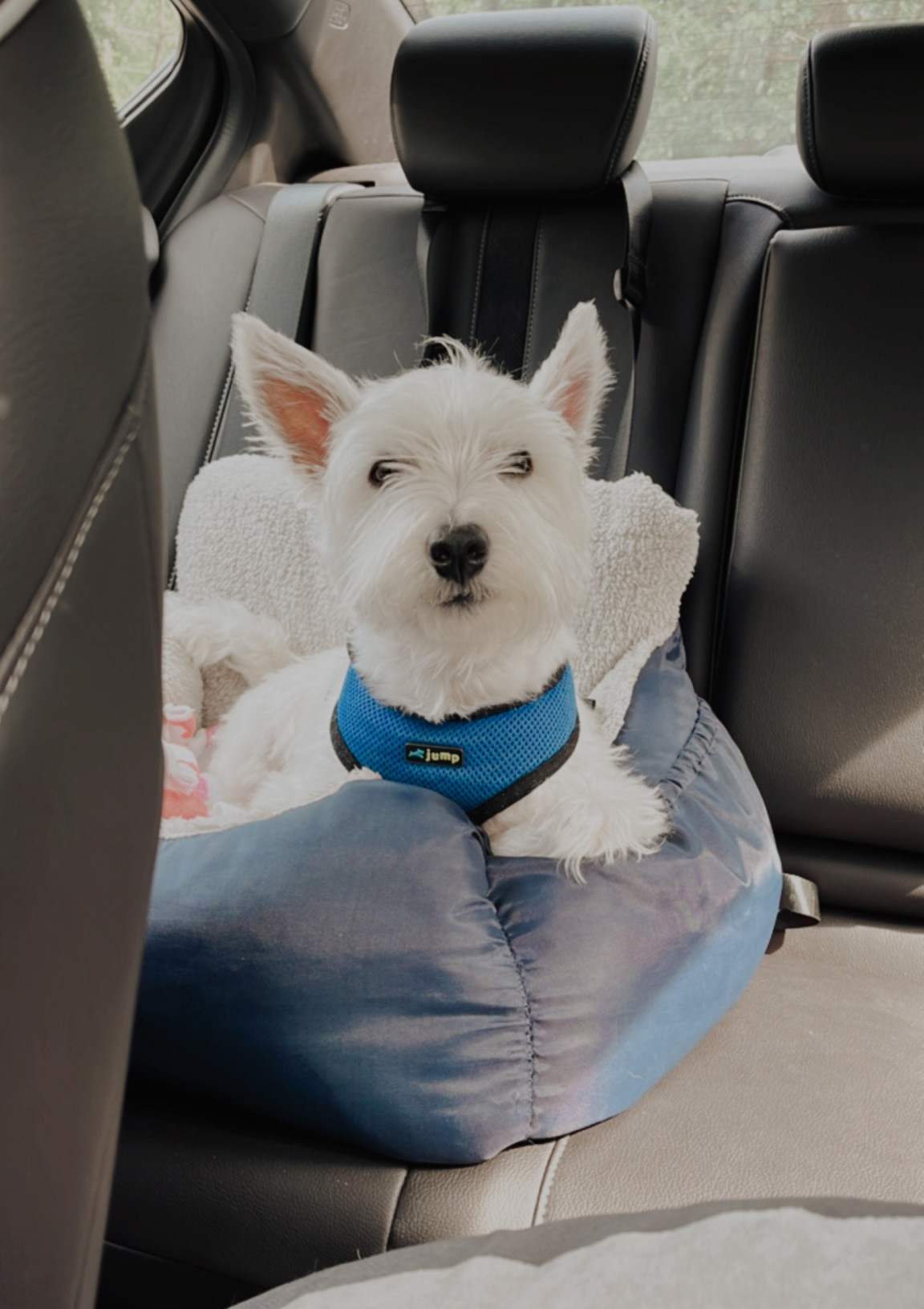Tucker’s car seat 

#LTKunder50 #LTKxPrimeDay #LTKxNSale