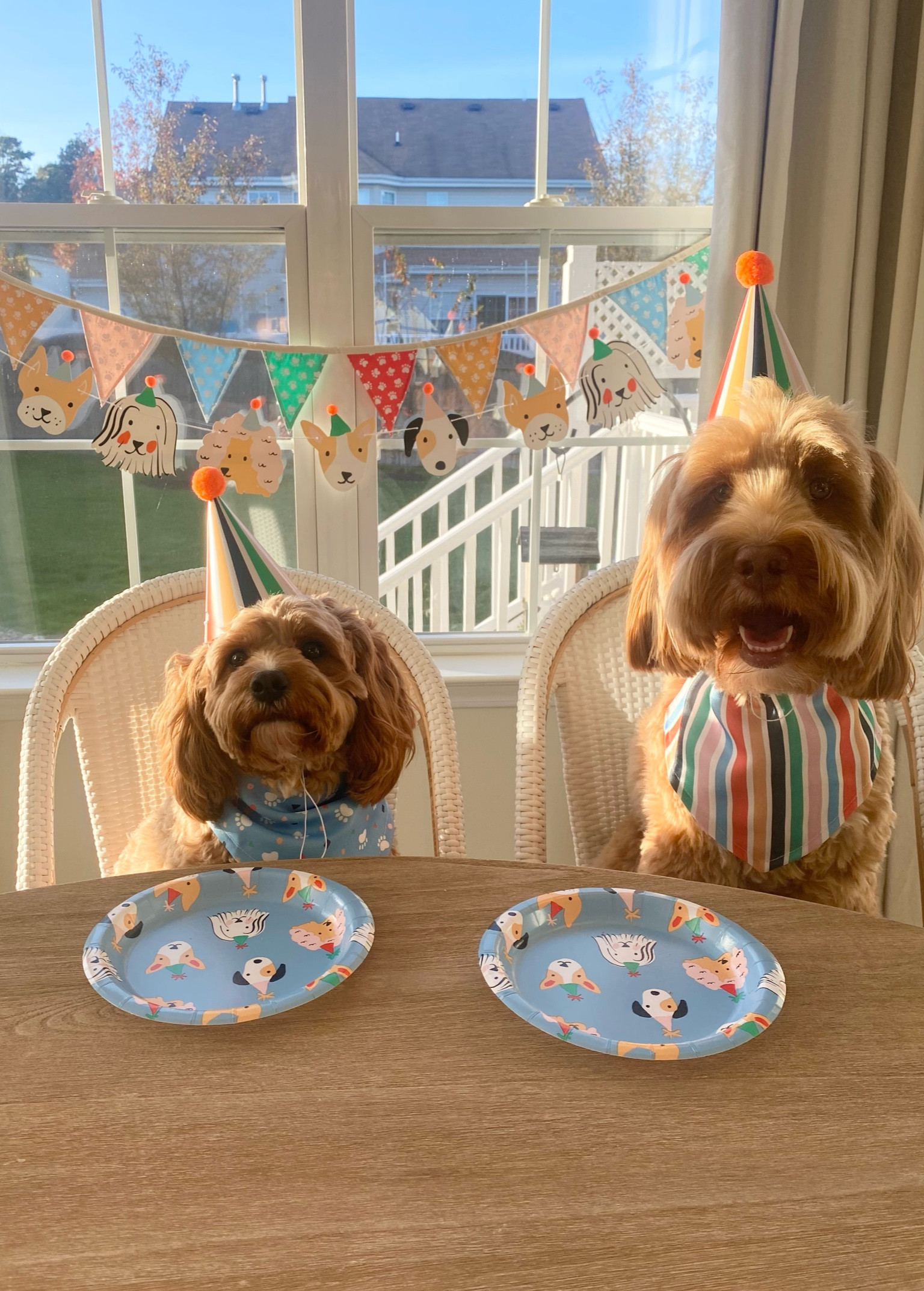 Doggie birthday party! 🐾 everything from Target! 

#LTKhome #LTKbaby #LTKkids