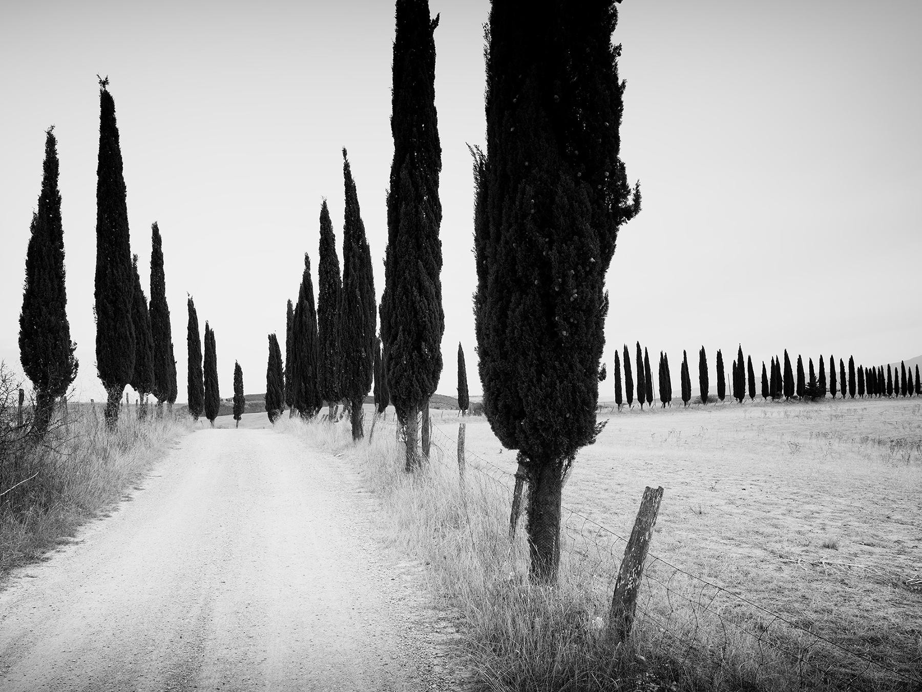 Cypress Tree Avenue, Tuscany, Italy, black and white photography, art landscape2021 | 1stDibs