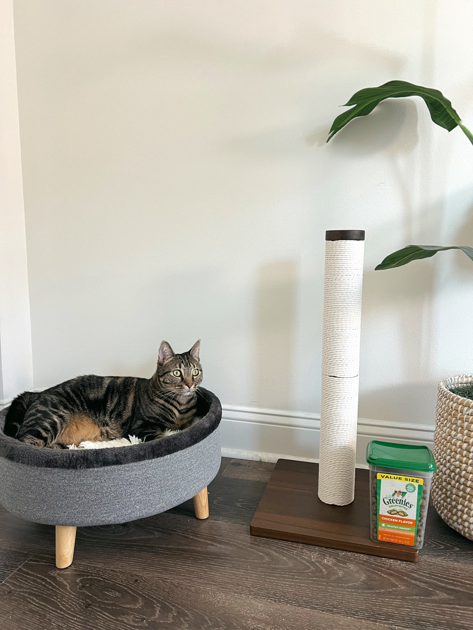 When shopping cyber deals this weekend + Monday don’t forget about your pets! Picked up a few things from Chewy for my cat Gigi because I’m on the mission to find aesthetically pleasing cat items 😂🐈‍⬛  How did I do? 

Love this neutral elevated bed + scratching post! Loads of deals up to 40% off for cyber weekend 🩷 @Chewy #ChewyPartner  

#LTKCyberWeek