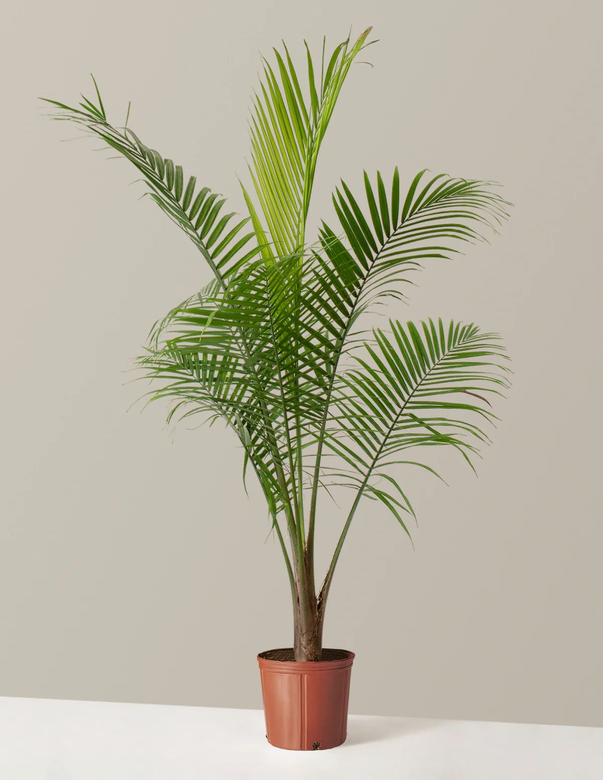 Large Majesty Palm | The Sill