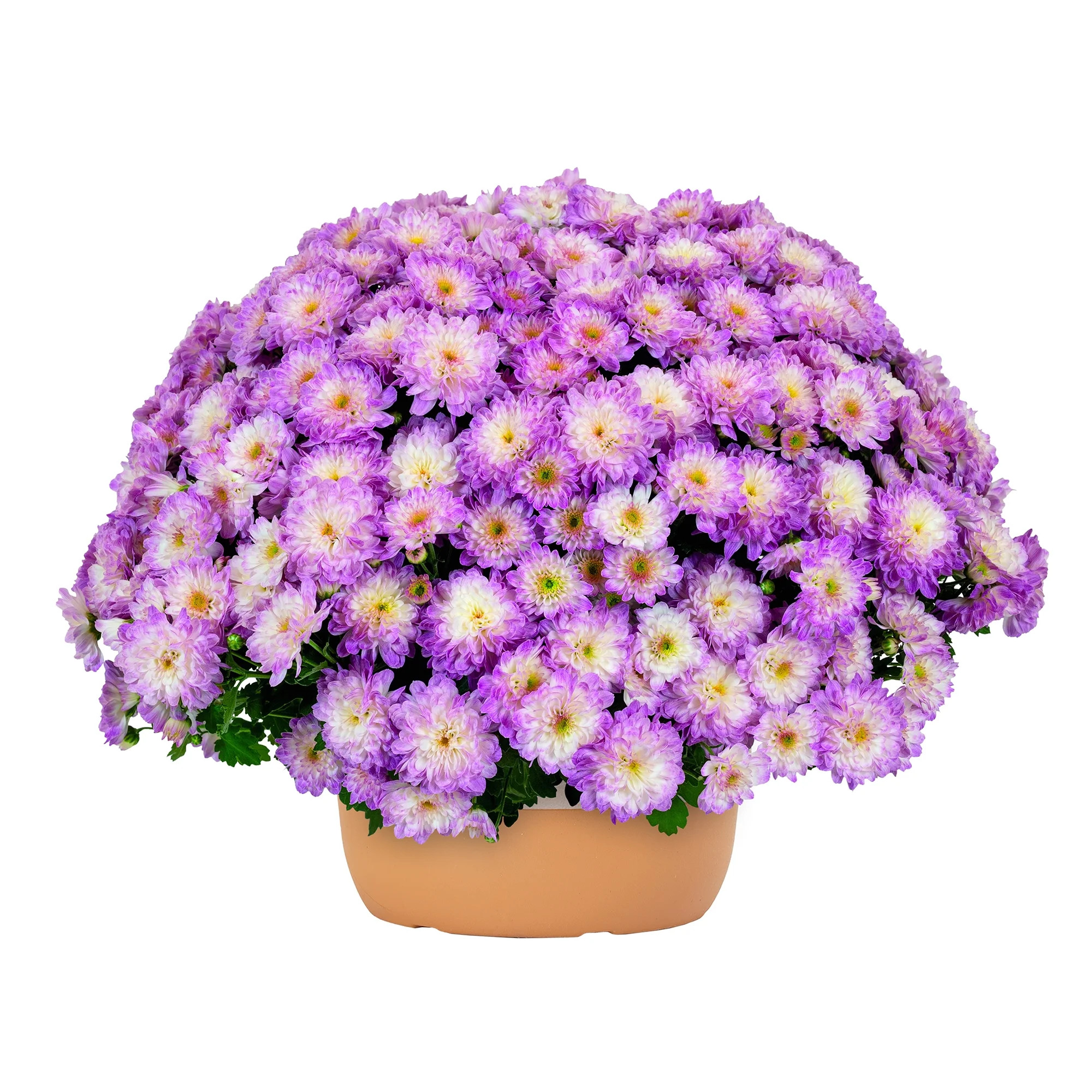 Better Homes & Gardens 1.5G Pastel Mum Live Plant in Decorative Pot - Walmart.com | Walmart (US)
