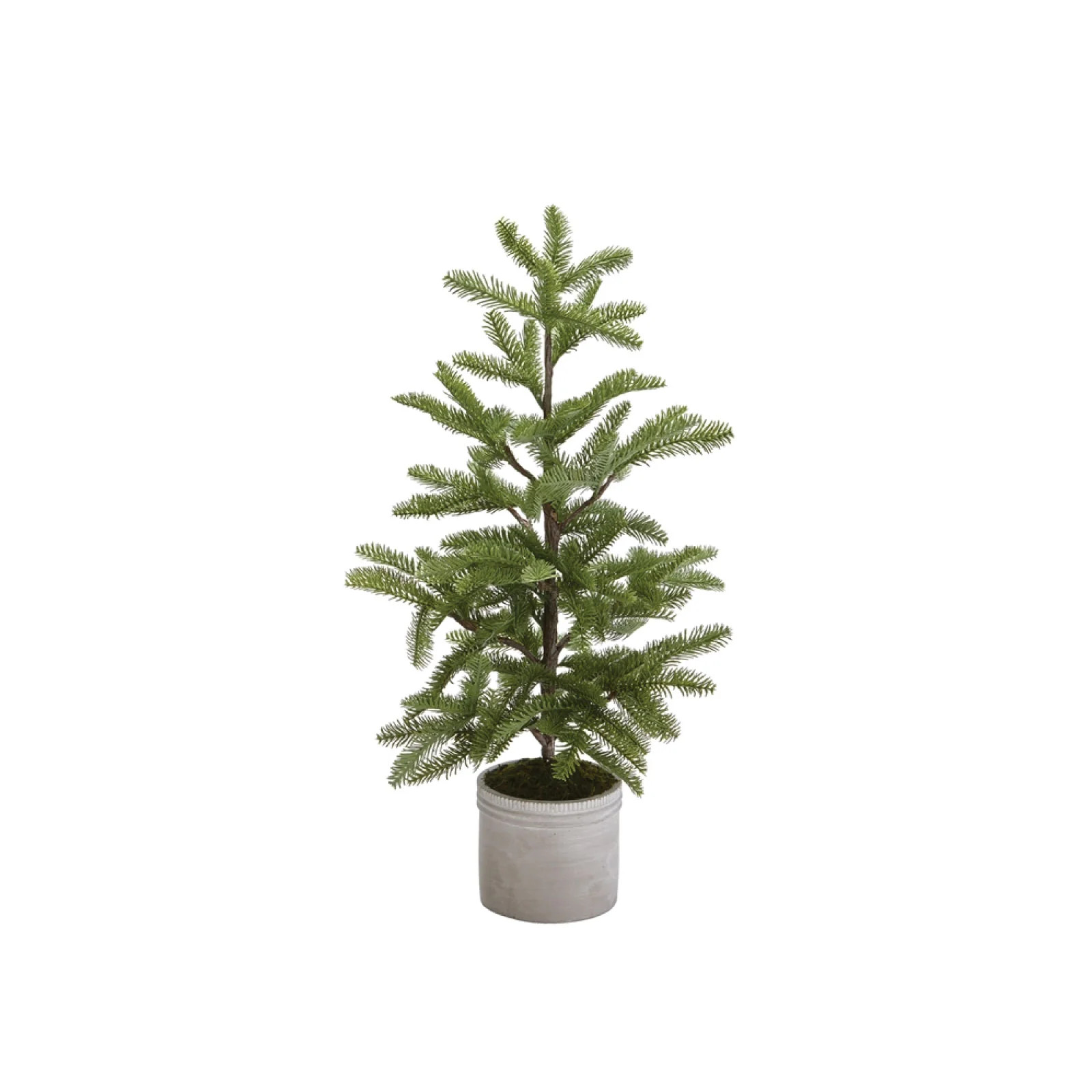 Potted Pine Tree | Brooke & Lou | Brooke and Lou