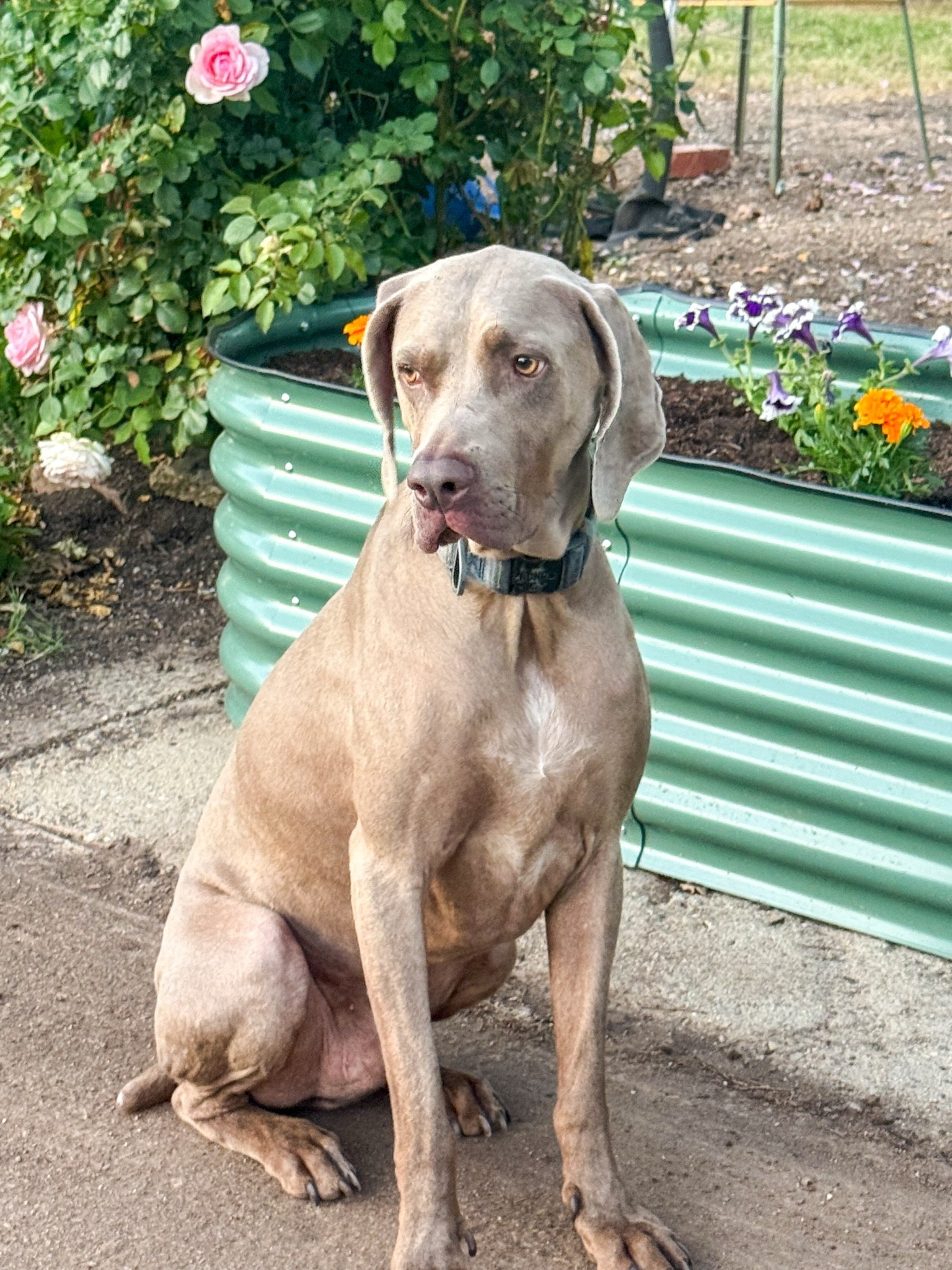 #ad My handsome boy Griffey is living our new metal raised garden bed from @Wayfair! It’s available in quite a few colors and sizes! We love it!! ❤️ #outdoor #wishyouwerehere #wayfairpartner #wayfair

#LTKdayinmylife #LTKHome #LTKSaleAlert