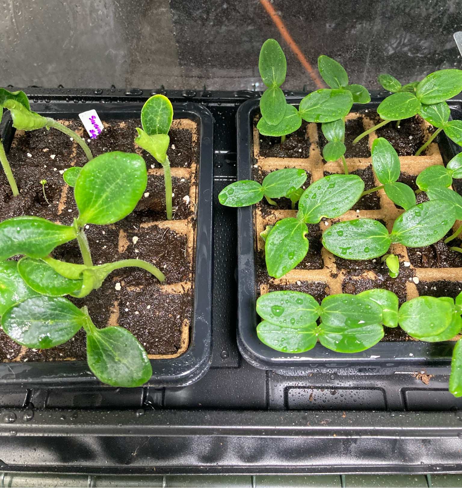 Greenhouse growing essentials 

#gardening #greenhouse #greenhouseessentials 