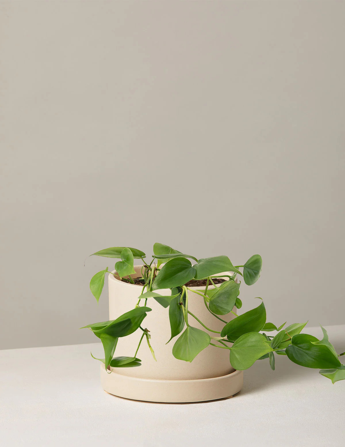 Heartleaf Philodendron | The Sill