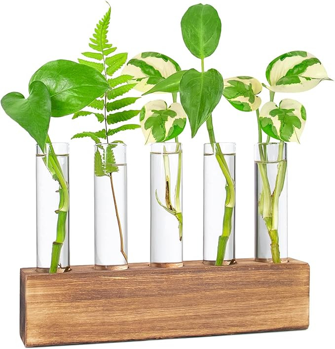 Kaxyew Desktop Glass Plant Propagation Station 5 Test Tube Plant Terrarium in Wooden Stand for Hy... | Amazon (US)
