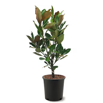 Southern Planters 3 -Gallon White Flowering Little Gem Southern Magnolia In pot (with soil) Lowes... | Lowe's