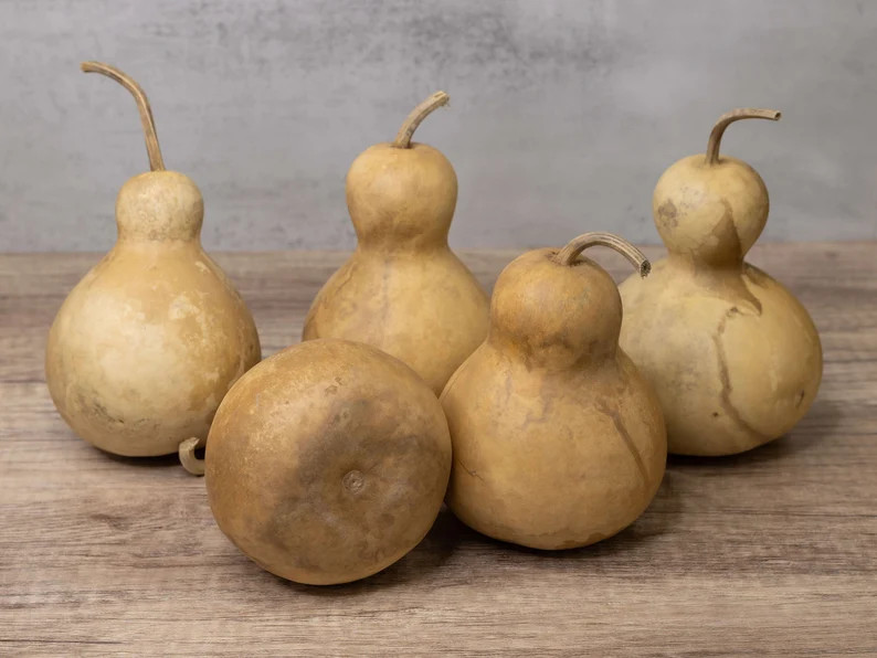 5 Bottle Gourds - 4" Diameter, Dried Gourds for Crafting and Decorating - Etsy | Etsy (US)