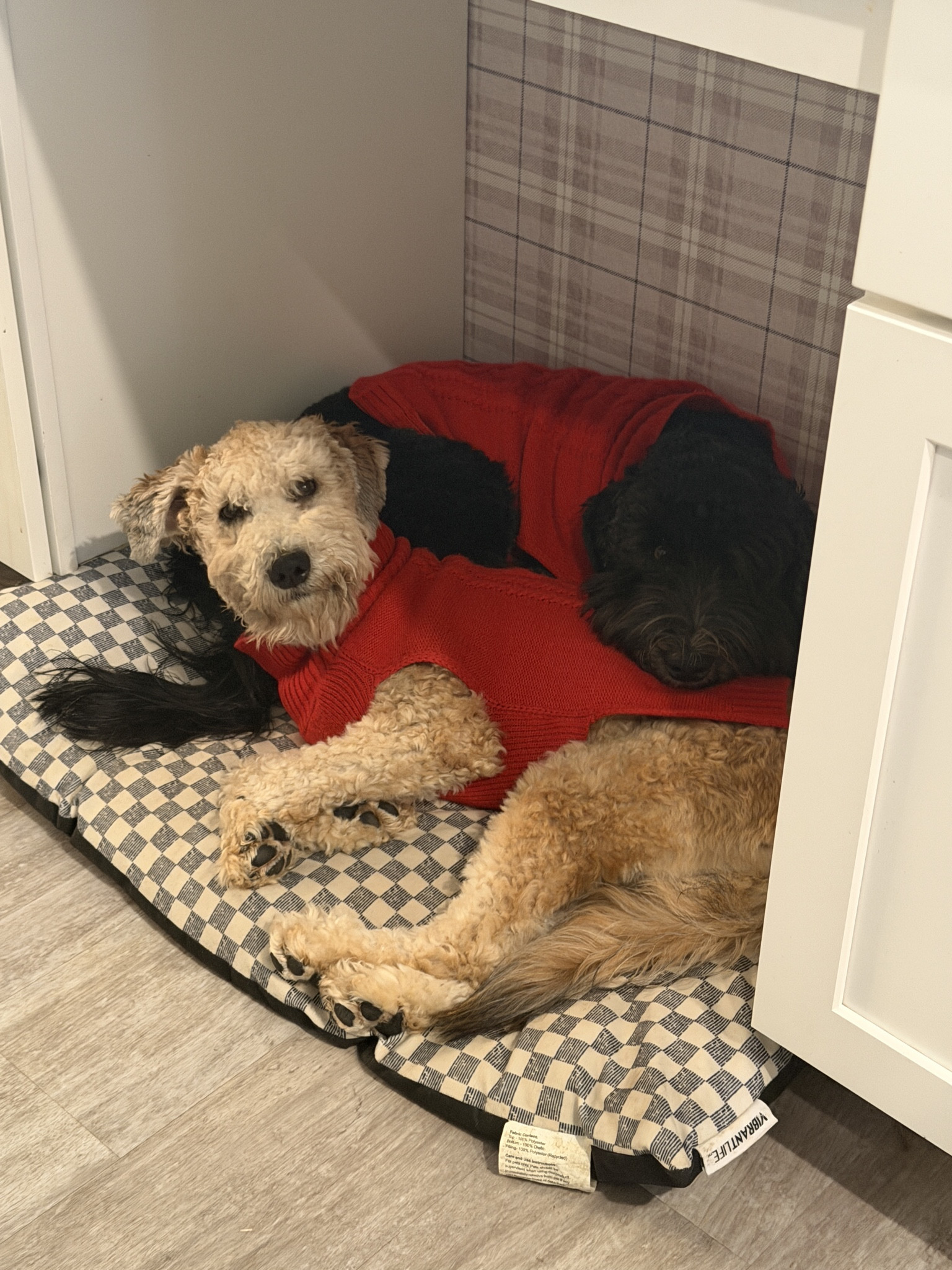 Little cuties in their sweaters! 
#dogsweaters #dogs #pets 

#LTKmomlife #LTKSeasonal #LTKCyberWeek