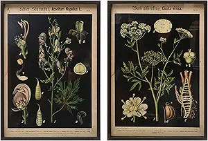 Creative Co-Op Set of 2, 22" H Wood Framed Botanical Décor Wall Art, Multi | Amazon (US)