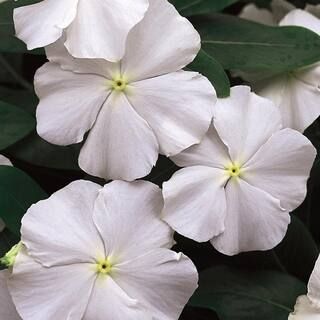4.4-Pint White and Cream Periwinkle Plant (12-Pack)-7599 - The Home Depot | The Home Depot