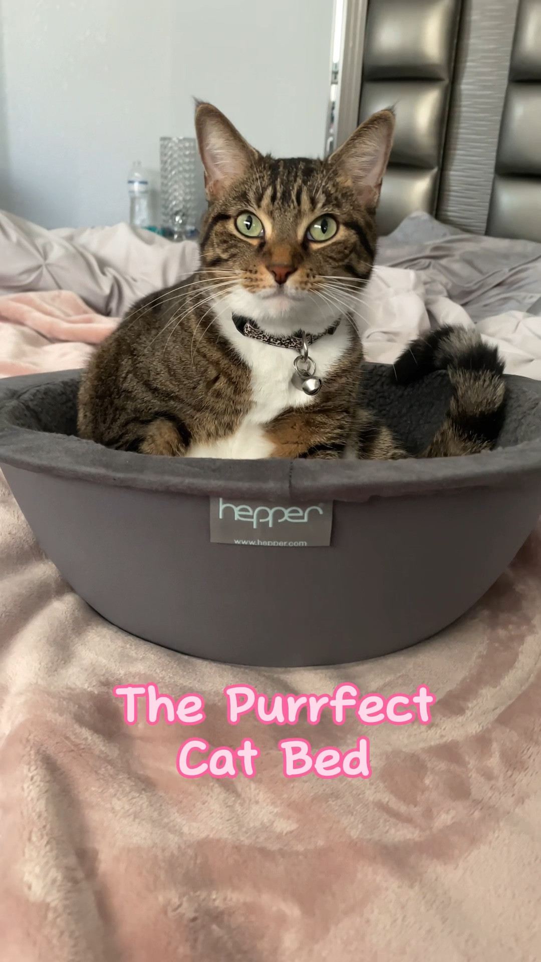 Chanel loves this cat nest bed. She’s always laying in it! The top padding is removable for washing. A little pricey, but at least she uses this one!

Cat bed, cat finds, cat products, amazon pet finds, amazon cat finds





#LTKfindsunder100 #LTKVideo
