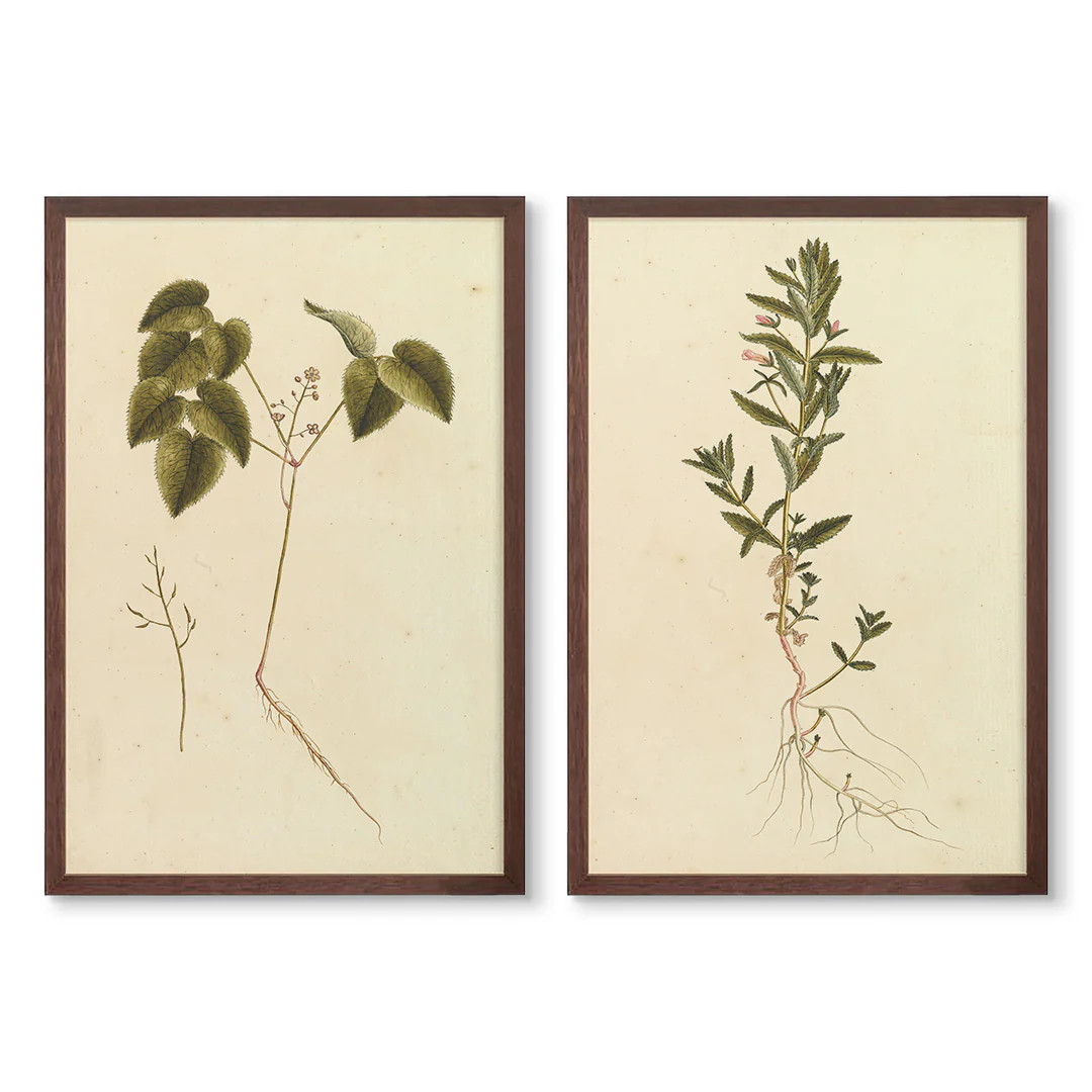 Vintage Botanicals Pair | High Quality Art Prints | Urban Garden Prints
