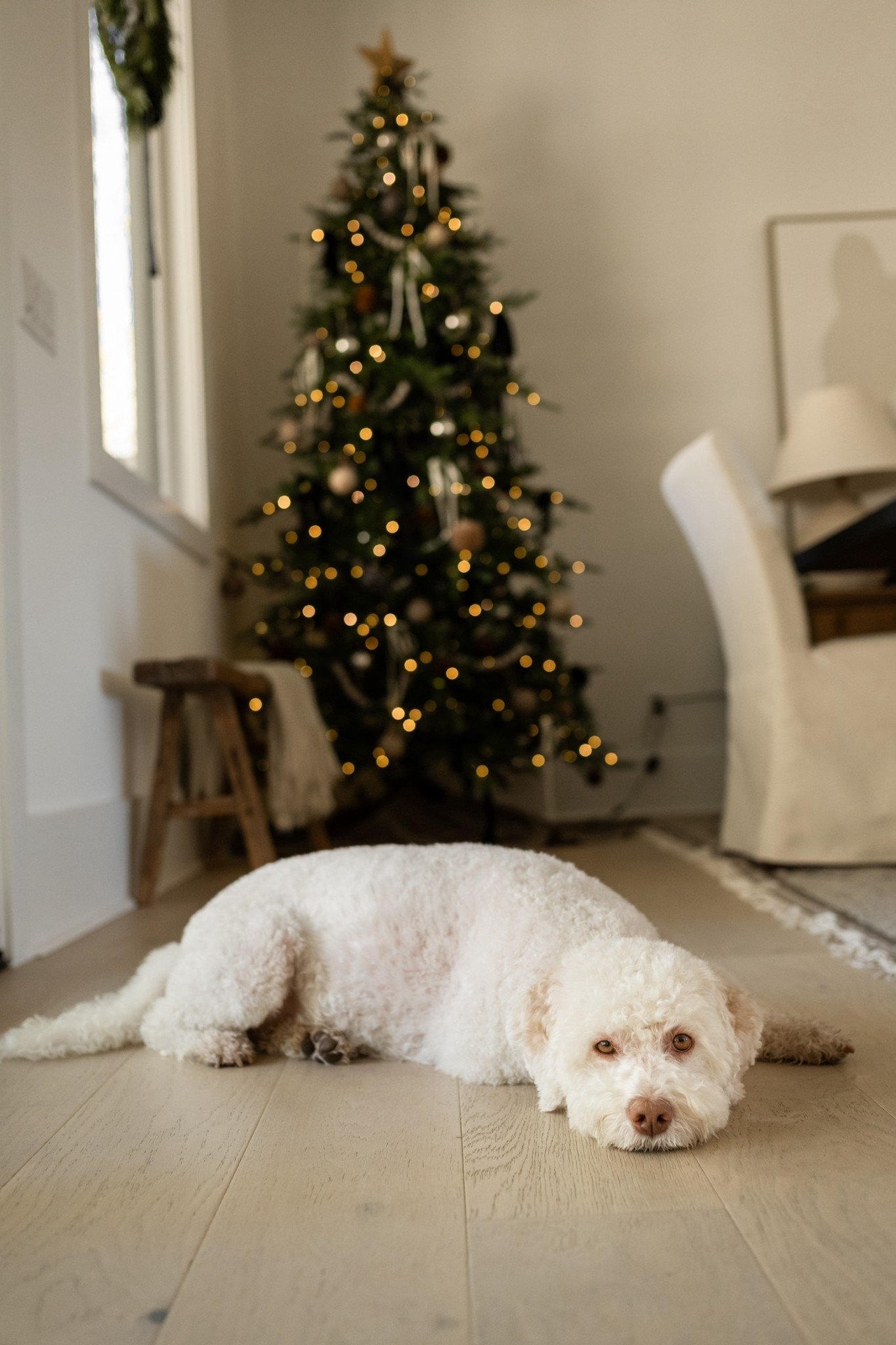 The kind of morning that feels like a Christmas movie ☕🎄✨

Cozy layers, twinkling lights, and a cup of coffee by the tree — it’s those simple moments that make the season magical. Our Modern Classic Christmas decor brings warmth, texture, and timeless charm to every corner.

#porcheandco #modernclassic #christmasdecor #holidayinspo #neutralchristmas #cozyinteriors #holidayhome #interiorstyling #modernclassicinterior #homedecor #christmasvibes #holidaystyle #interiorinspo #timelessdesign #holidayseason

Do you want to bring our dreamy Modern Classic style interior design into your own home? 🏡 You’re in luck! Reserve our Online Interior Design packages today -> https://porcheandco.com/edesign ✨ We can’t wait to work with you & design your home with #porcheandco




#LTKHoliday #LTKSeasonal #LTKHome