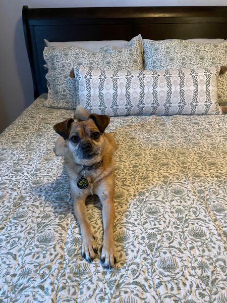 Target bedding is on sale! Cute dog not included 😉 #targetcircleweek

#LTKsalealert #LTKhome