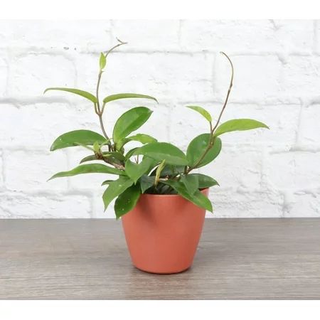 Live Hoya Carnosa Plant - 4 Decorative Biodegradable Pot - Terra Cotta | Walmart (US)