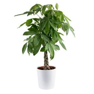 Pachira Braid Indoor Money Tree Plant in 10 in. Decor Planter Avg. Shipping Height 3-4 ft. Tall | The Home Depot