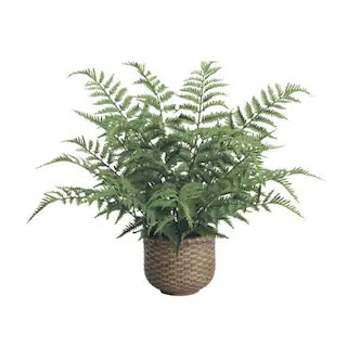Outdoor Tabletop Fern in Wicker Basket | Frontgate