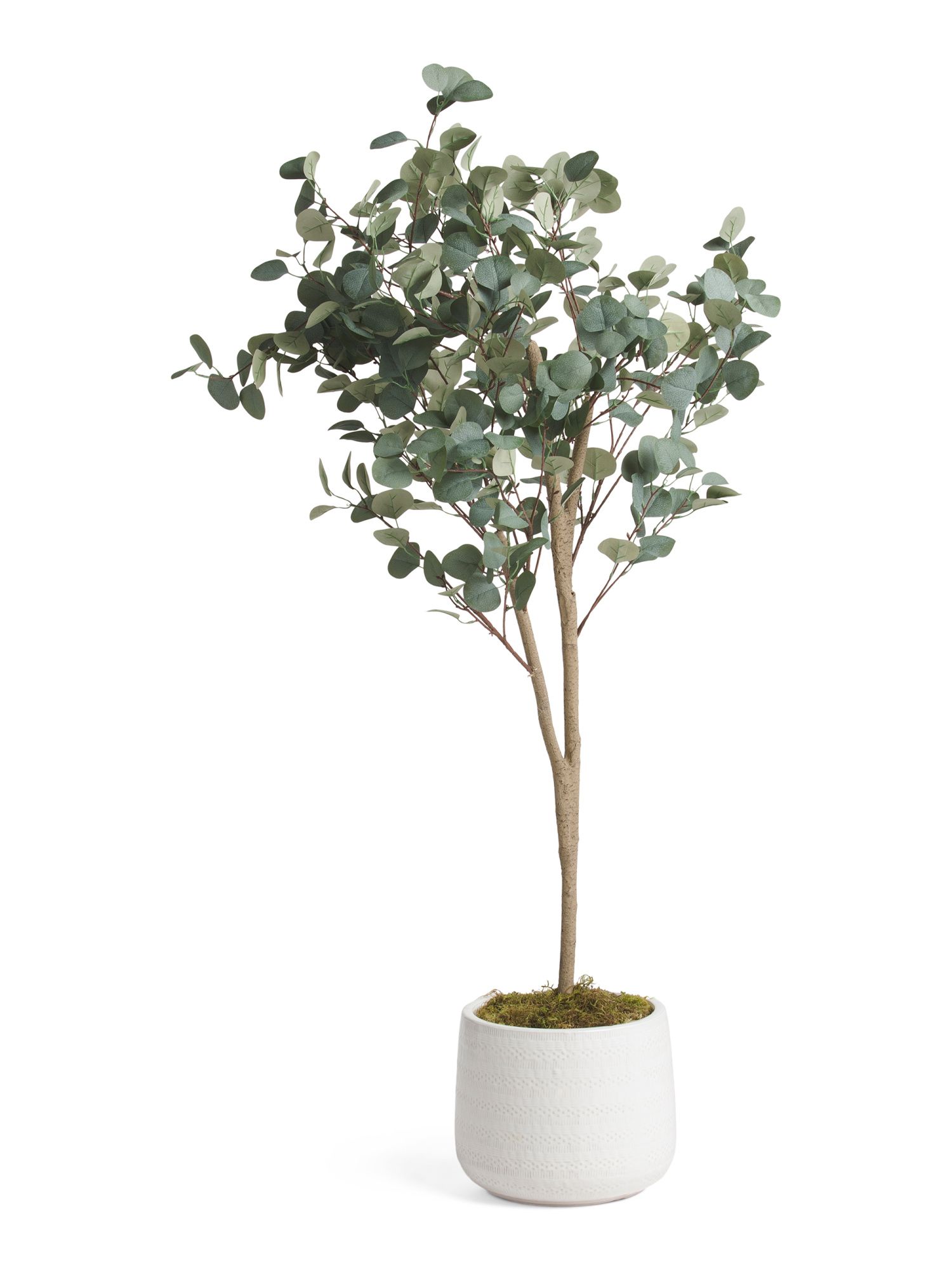 5ft Eucalyptus Tree In Glazed Pot | TJ Maxx