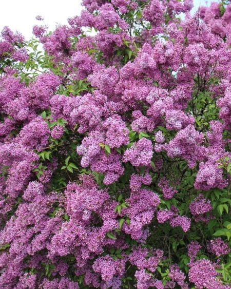 Hydrangeas and lilacs forever 🤍 This seller is a great resource for when you can’t find these beauties locally. I have two lilac topiaries in my backyard and they’re my absolute favorite. 
#lilacs #flowers #plants #summer

#LTKFind #LTKSeasonal #LTKhome