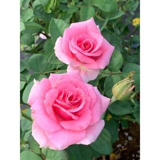 Vigoro 2 Gal. Echo Brindabella Roses Pink Princess Plant with Fragrant Pink Flowers 11571 - The H... | The Home Depot