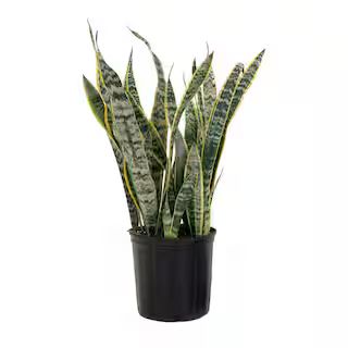 United Nursery Live Sansevieiria Laurentii Indoor Snake Plant in 9.25 inch Grower Pot 21917 - The... | The Home Depot