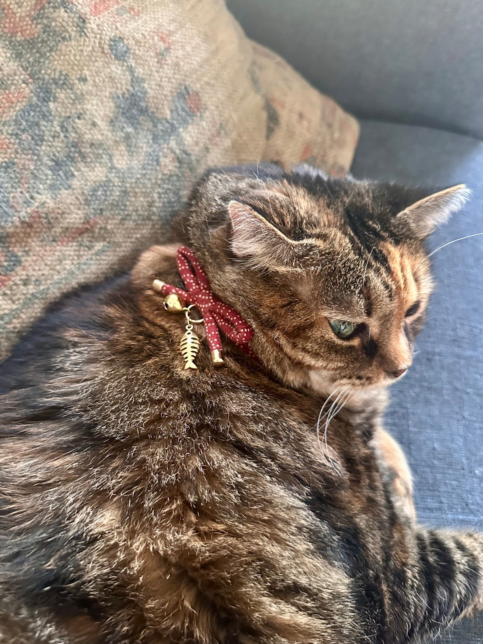 Scarlett’s new fall color is perfection. I can’t get over how cute it is 

Cat collar | fur kids | cats 

#LTKPets #LTKHalloween #LTKSeasonal