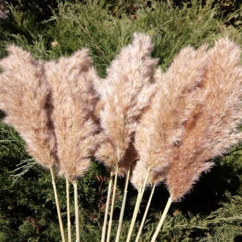 SREED 20 Pcs 23 Inch Tall Fluffy Pampas Grass XL Size Brown Dry Pompous Grass Decor Wedding Flowe... | Amazon (US)