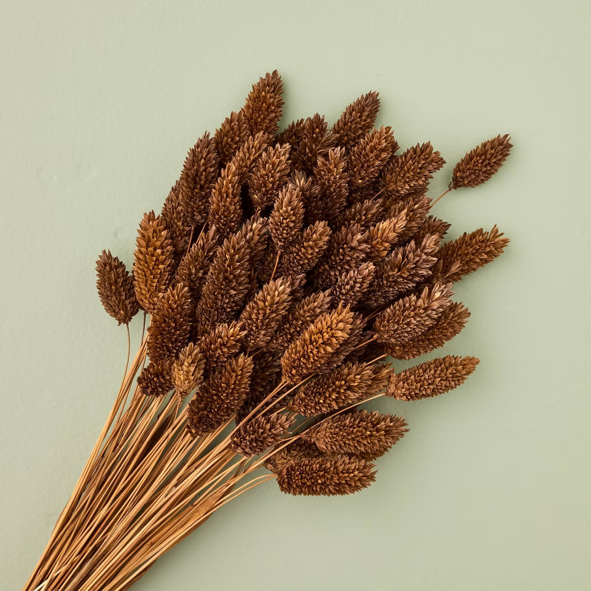 18" Preserved Bunny Tails Fall Bundle - Hearth & Hand™ with Magnolia | Target