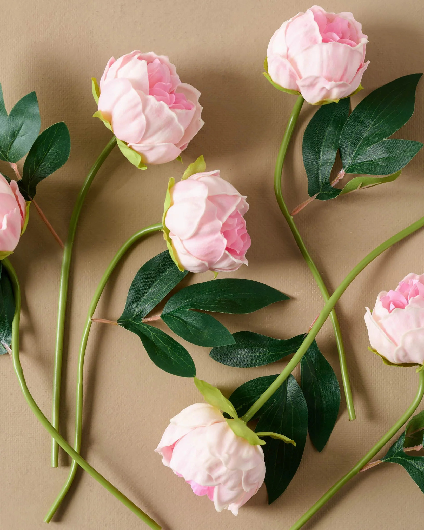 Peony Bundle | Magnolia