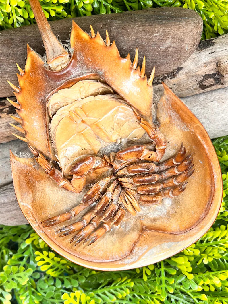Molted Horseshoe Crab Shell for Hermit Crabs, Natural Protein Enrichment | Etsy (Global)