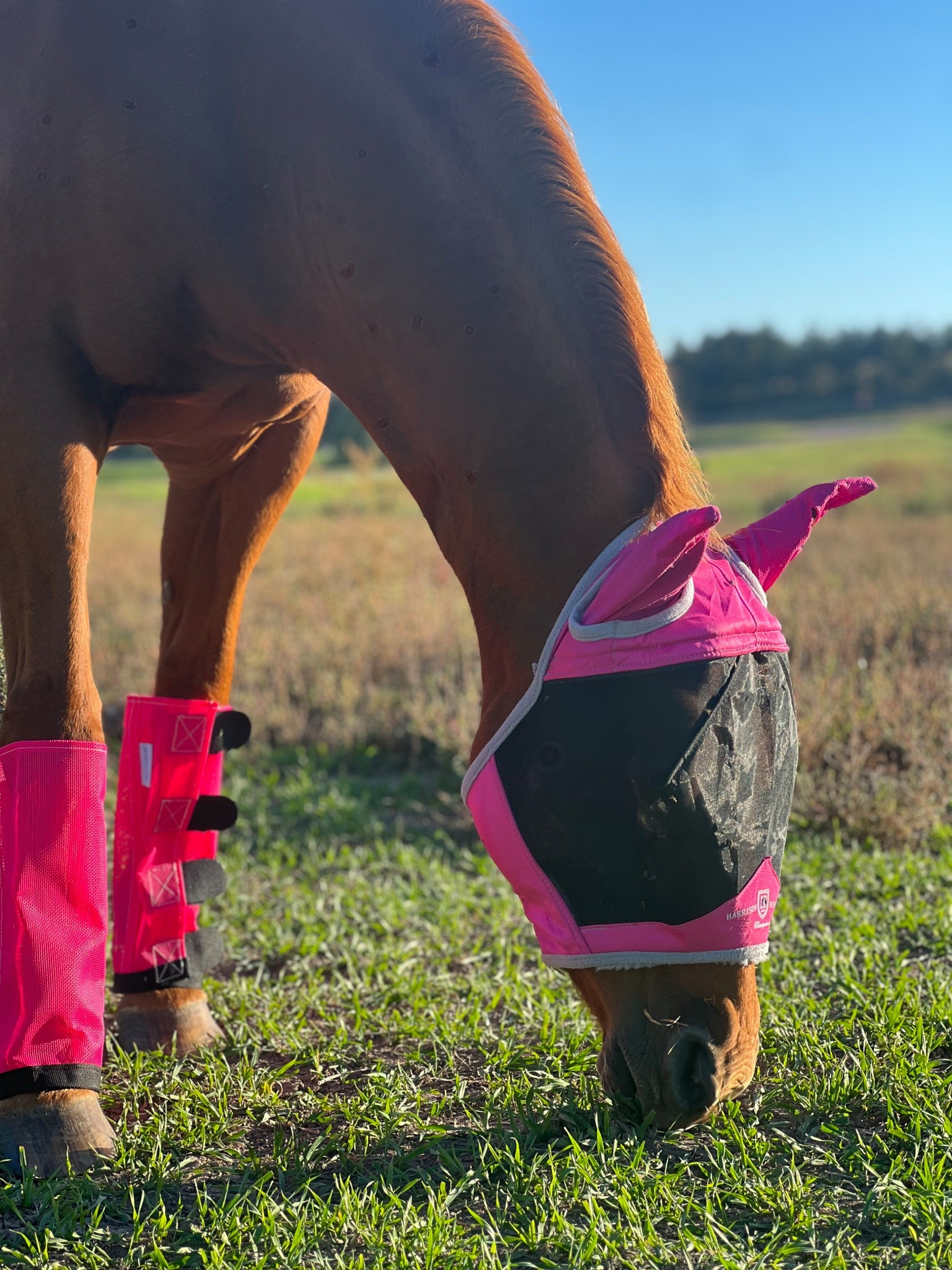 Really great fly boots and mask. These are not a matching set but my favorite of both. Boots stay up, don’t collect stickers, and are bright and tapered. Mask fits looser and does not touch your horses eyes. Not as restrictive as Lycra bug eye masks, but it’s thicker. #horses #westernlifestyle #barnlife #horselifestyle

#LTKSaleAlert #LTKPets #LTKActive