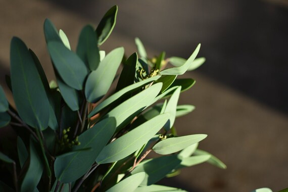 Artificial Eucalyptus Leaf Stem, Faux Eucalyptus, Silk Seeded Eucalyptus, Fake Eucalyptus Leafs, ... | Etsy (US)