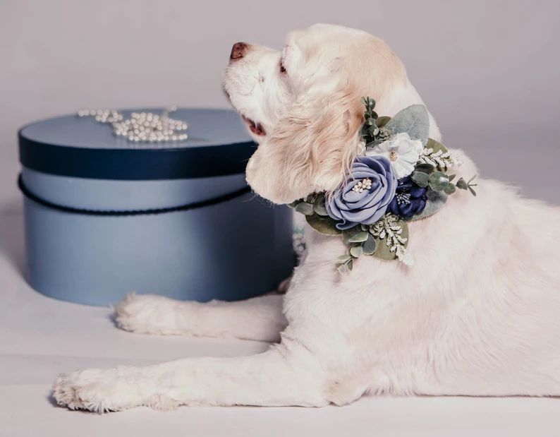 Succulent Wedding Collar | Succulent Flowers  | Dusty Blue Wedding | Flower Dog collar | Wedding ... | Etsy (US)